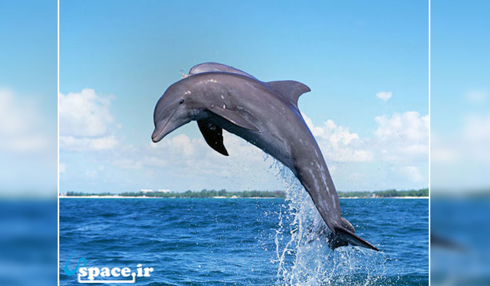نمایی از خودنمایی دلفین ها در خلیج فارس - قشم - روستای کانی